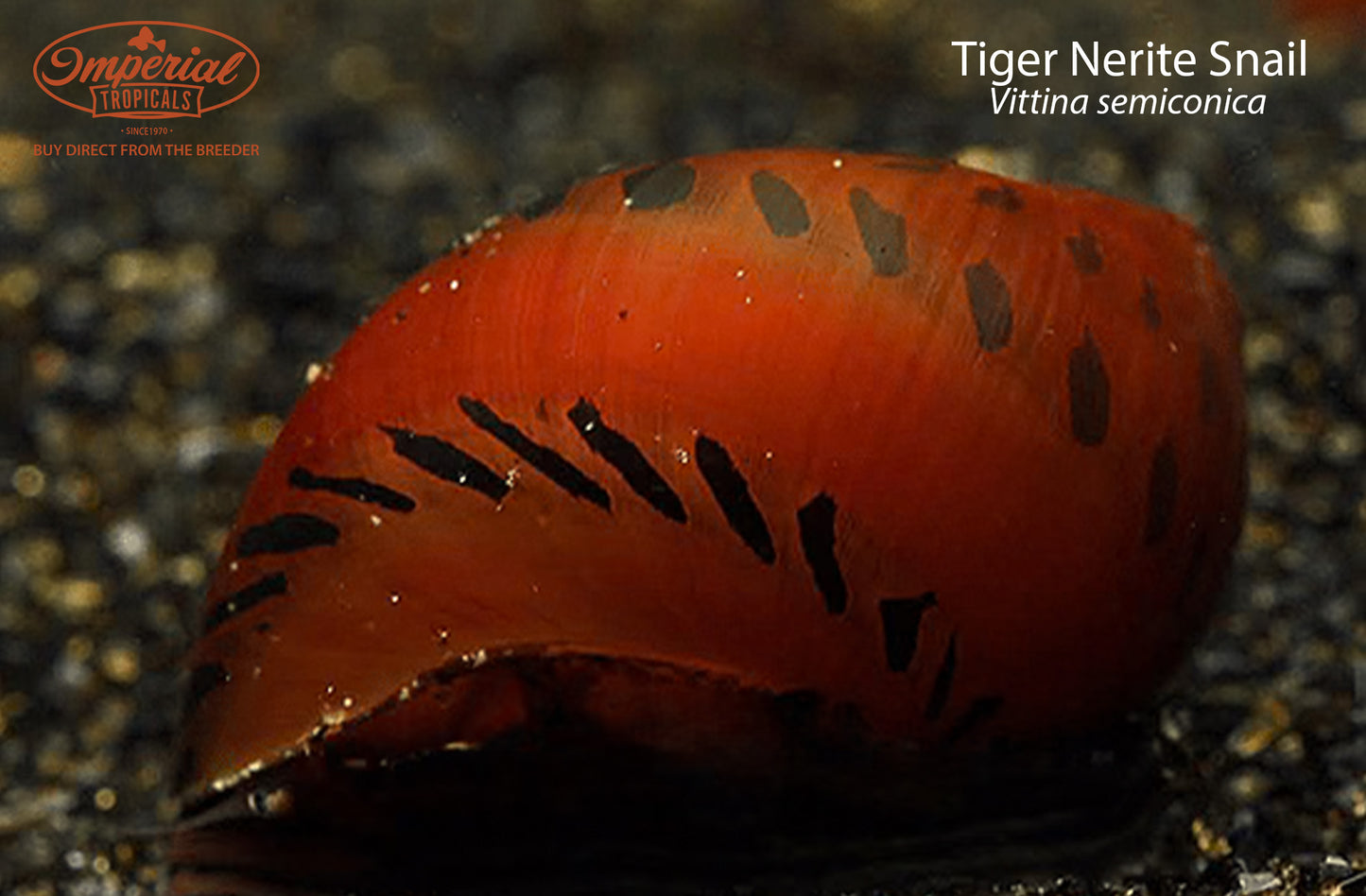 Tiger Nerite Snail