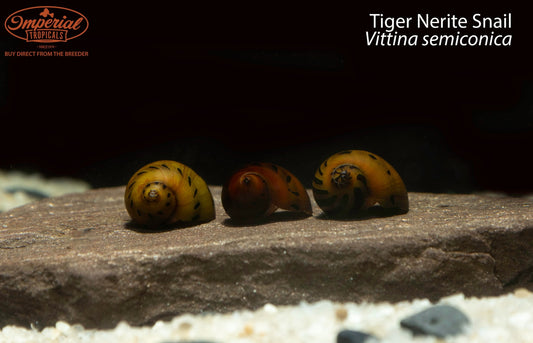 Tiger Nerite Snail