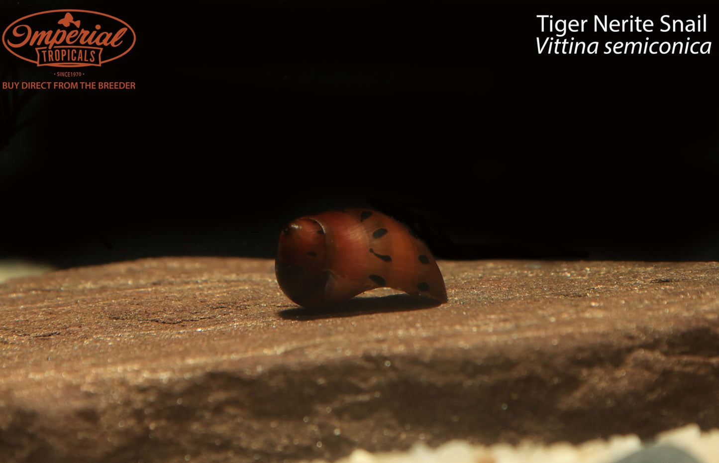 Tiger Nerite Snail