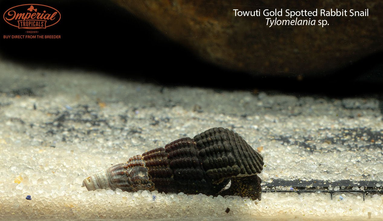 Towuti Gold Spotted Rabbit Snail