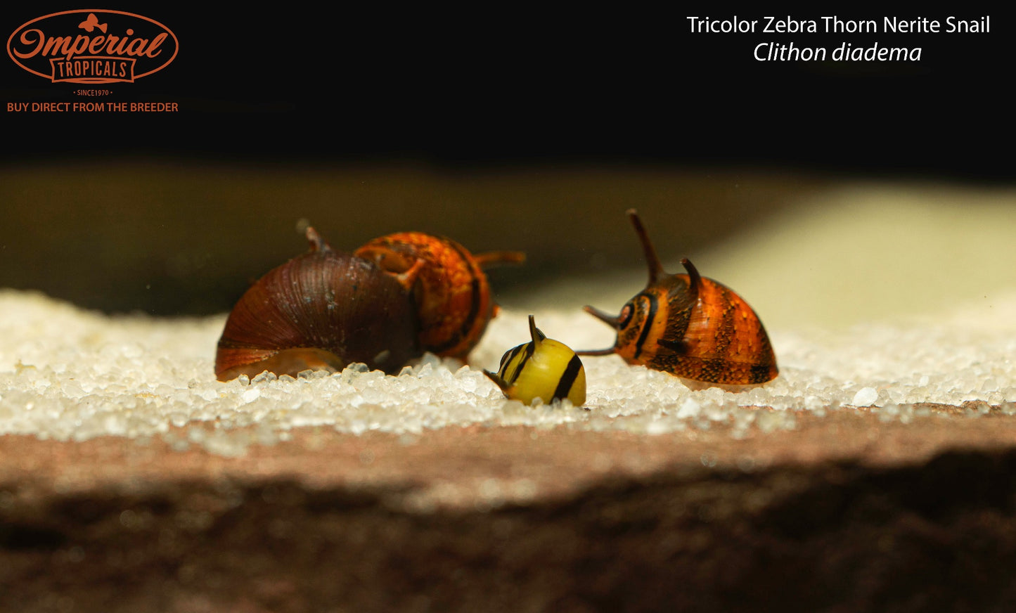 BOGO Tricolor Zebra Thorn Nerite Snail