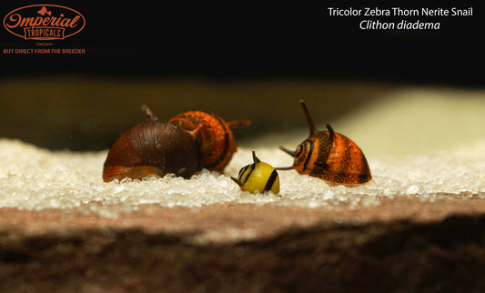 BOGO Tricolor Zebra Thorn Nerite Snail