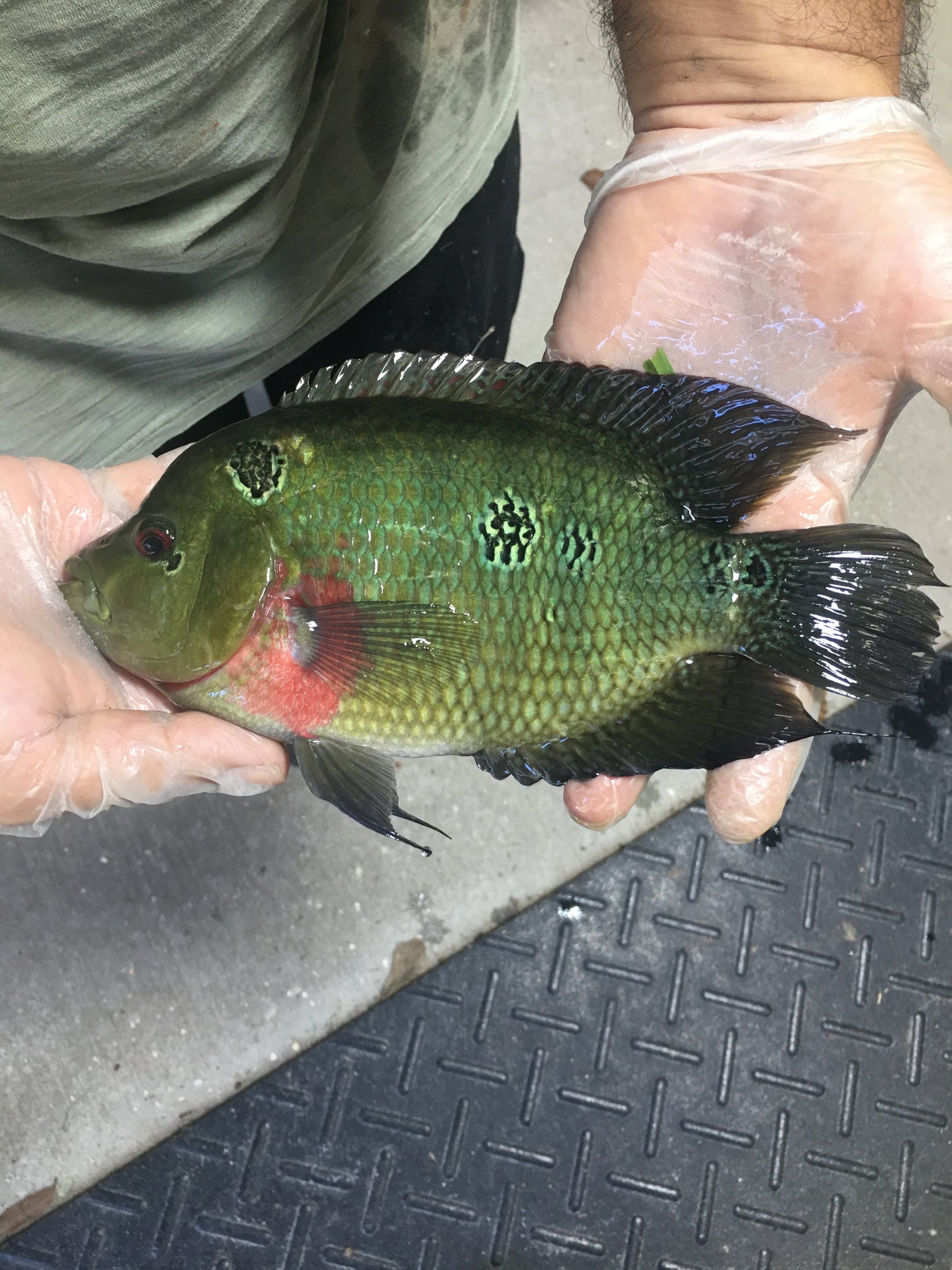 Three Spot Cichlid