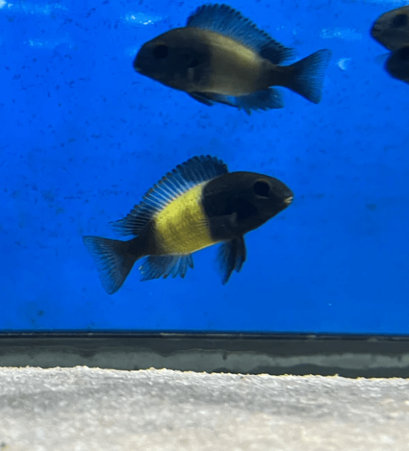 Tropheus sp. "Ikola"