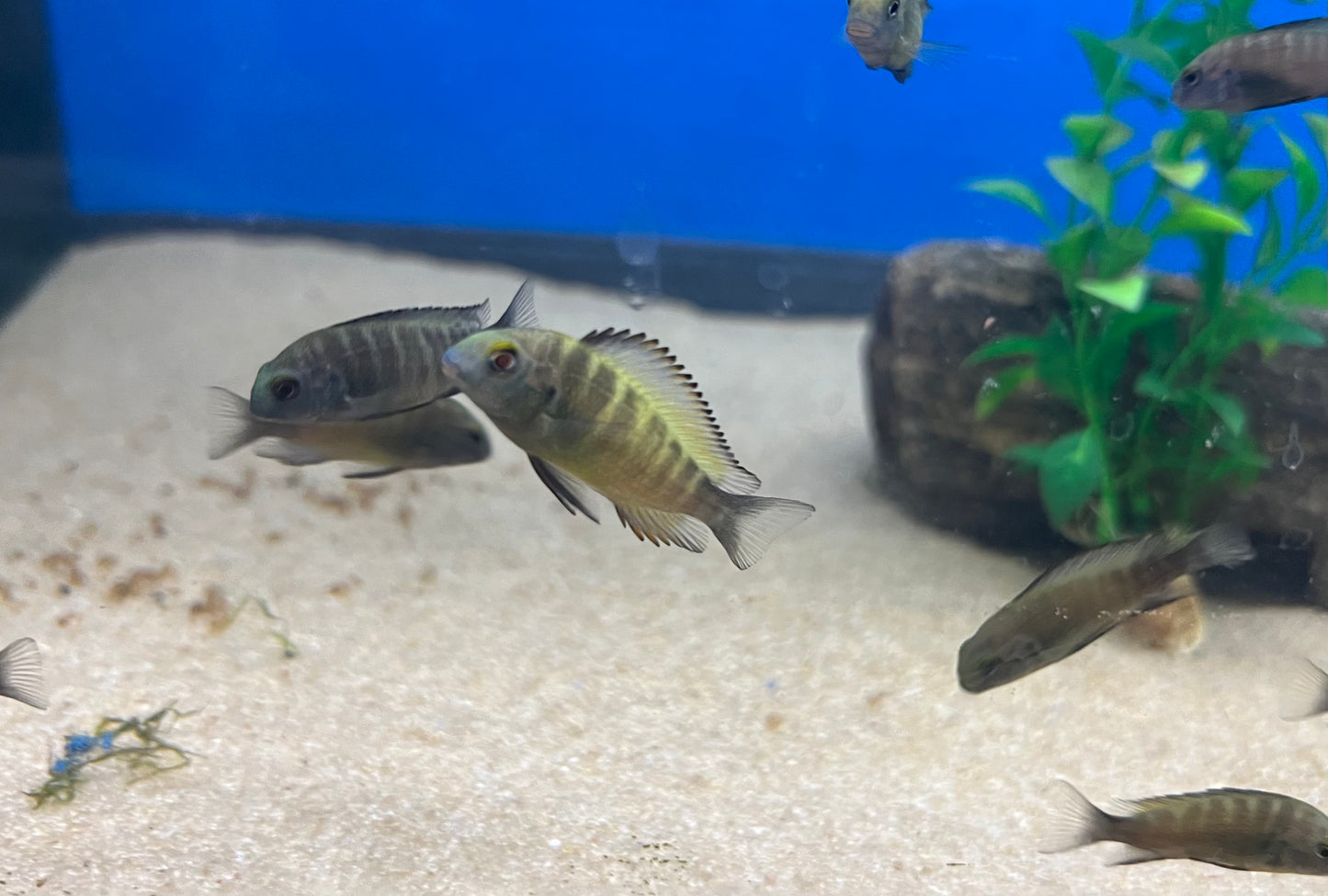 Tropheus sp. "Ikola"