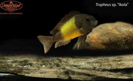 Tropheus sp. "Ikola"