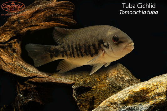 Tuba Cichlid