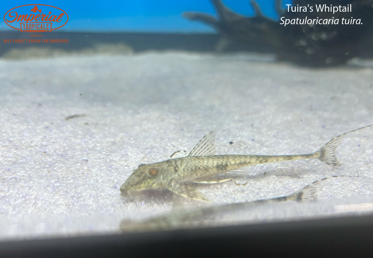 Tuira's Whiptail