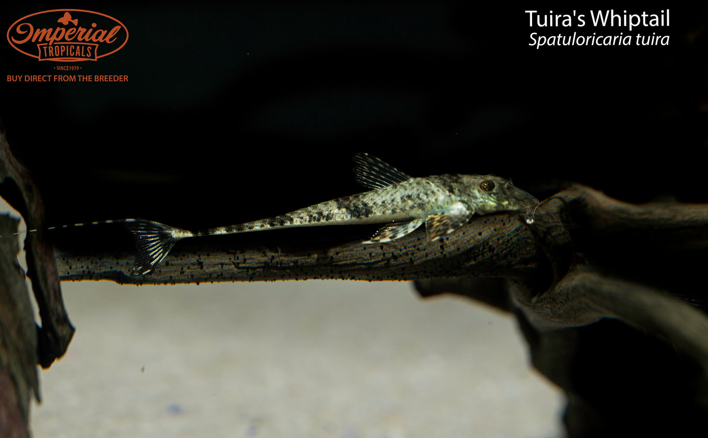 Tuira's Whiptail