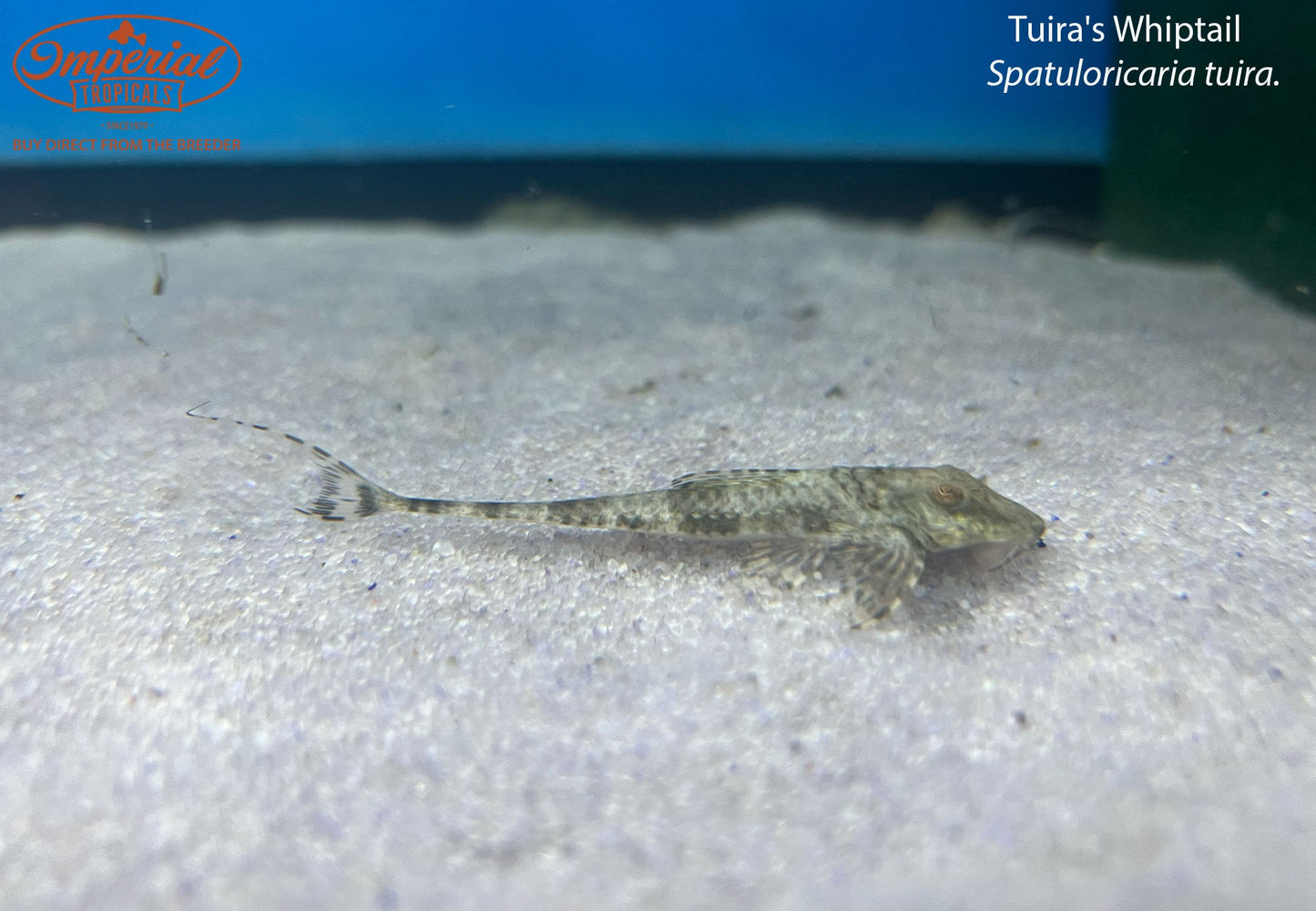 Tuira's Whiptail