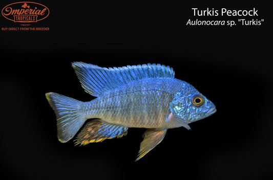 Turkis Peacock