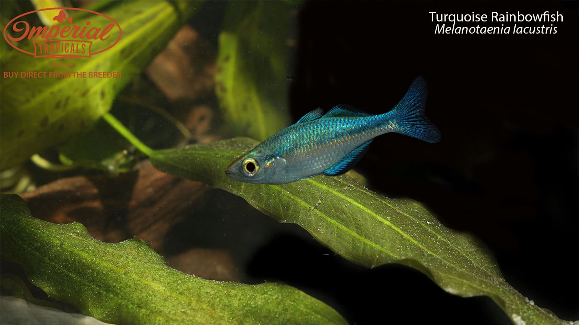 Turquoise Color Fish Turquoise Rainbow Fish