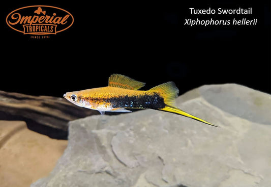 Tuxedo Swordtail