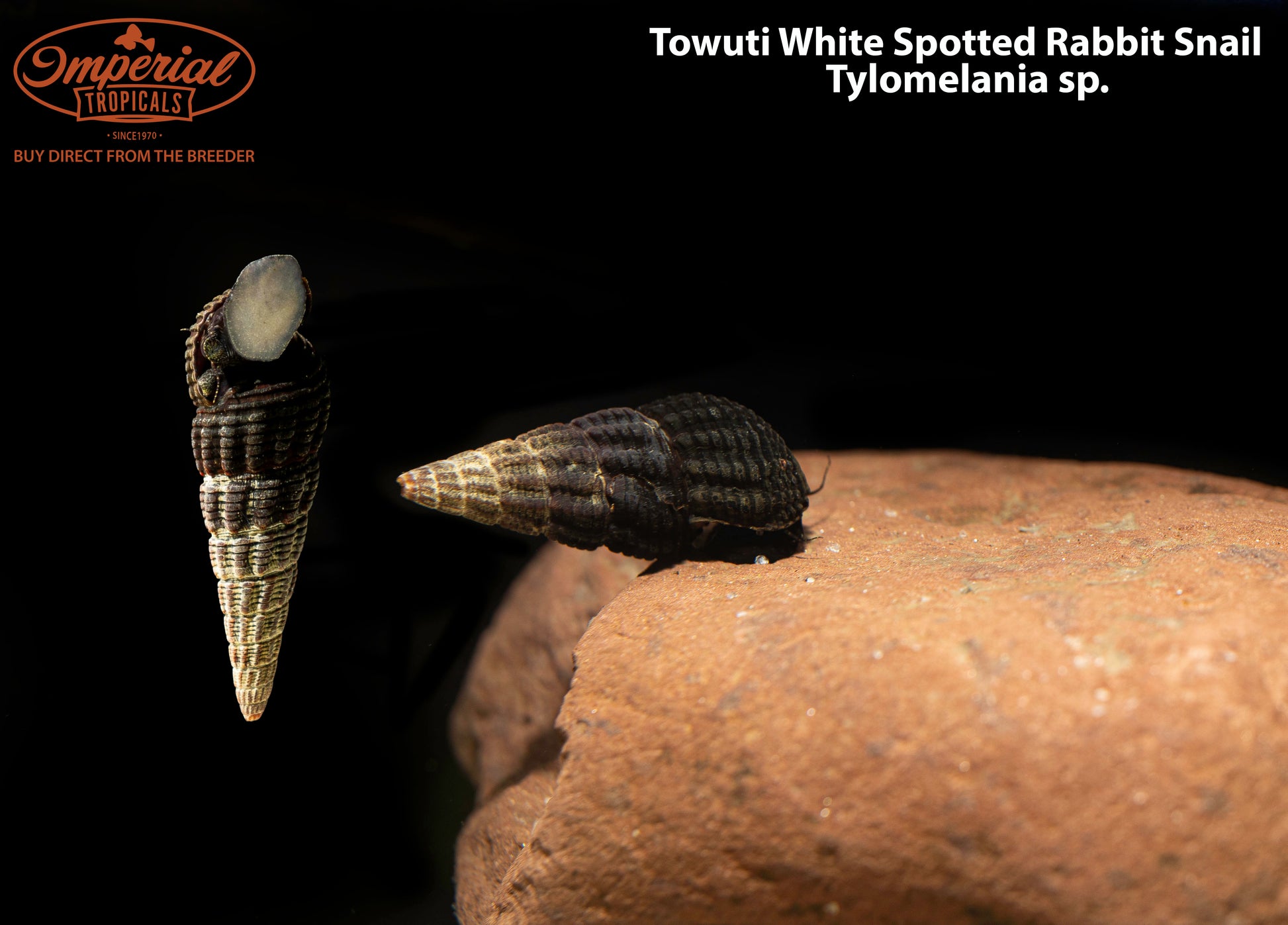 Towuti White Spotted Rabbit Snail – Imperial Tropicals
