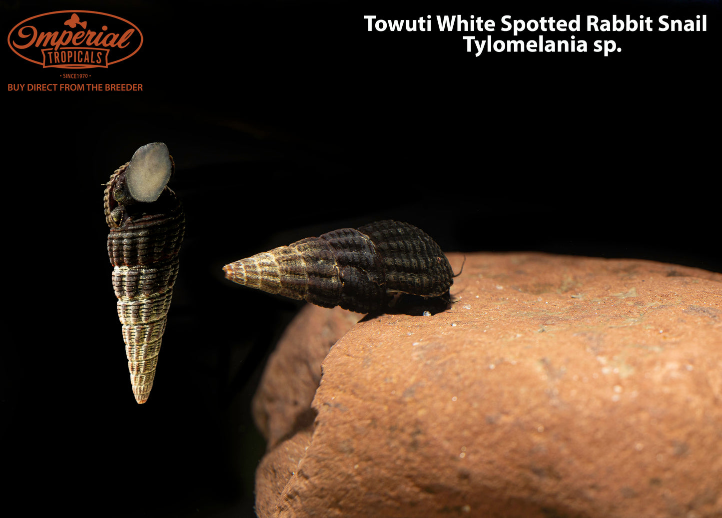 Towuti White Spotted Rabbit Snail