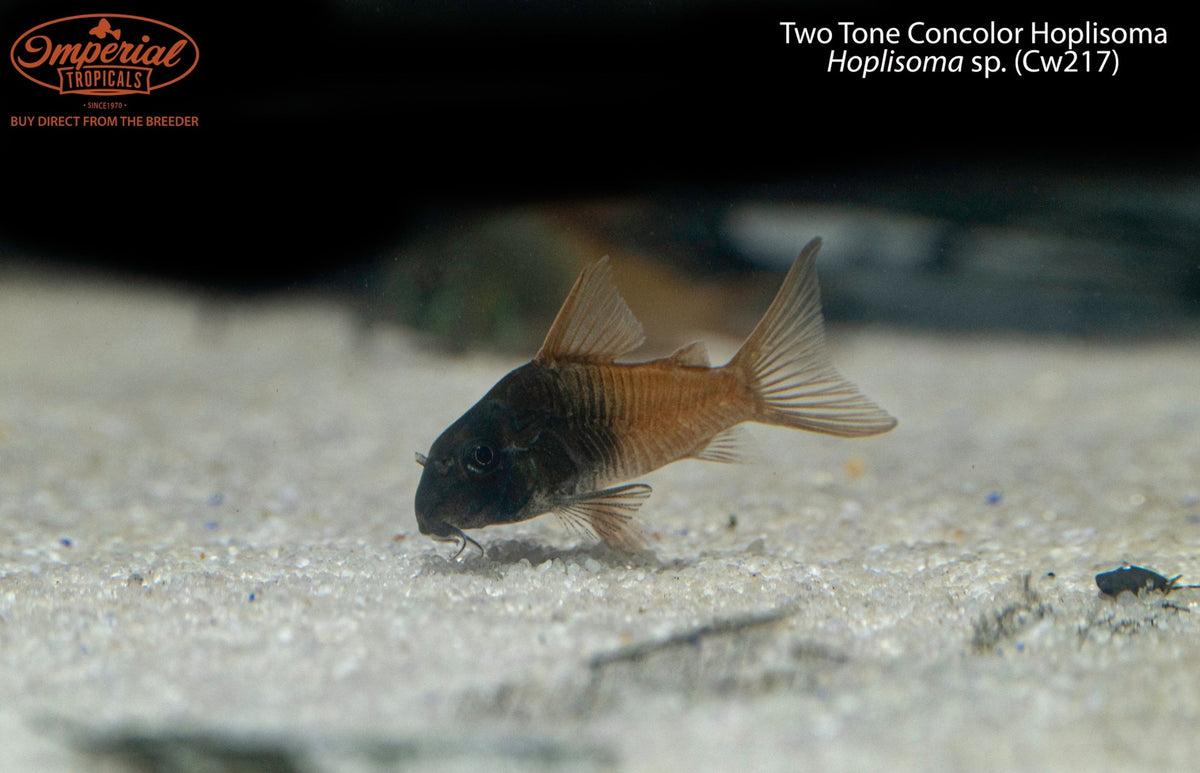 Two Tone Concolor Hoplisoma (Hoplisoma sp. (Cw217)) – Imperial Tropicals