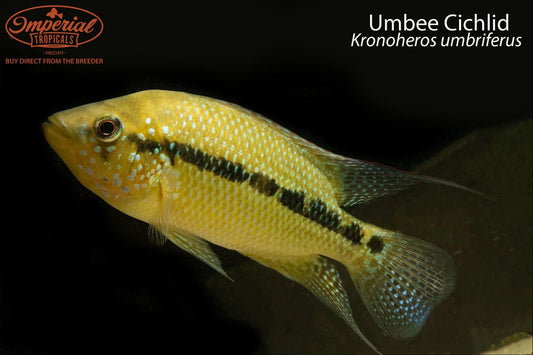 Umbee Cichlid