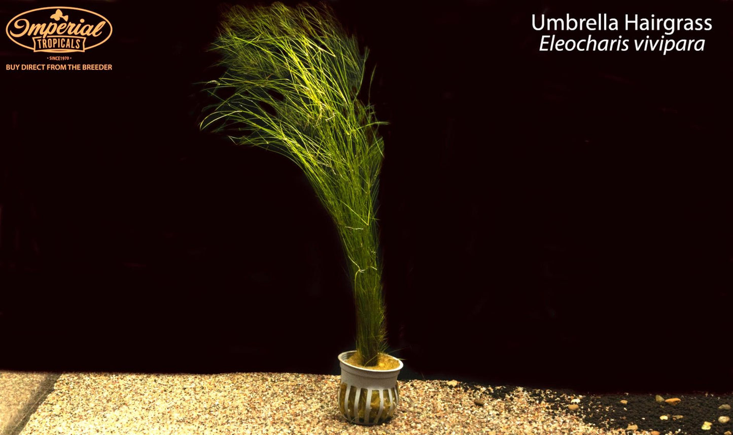 Umbrella Hairgrass (Eleocharis vivipara)