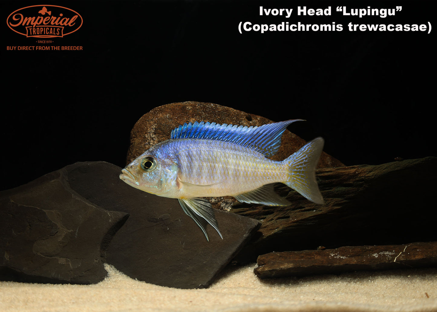 Ivory Head "Lupingu"