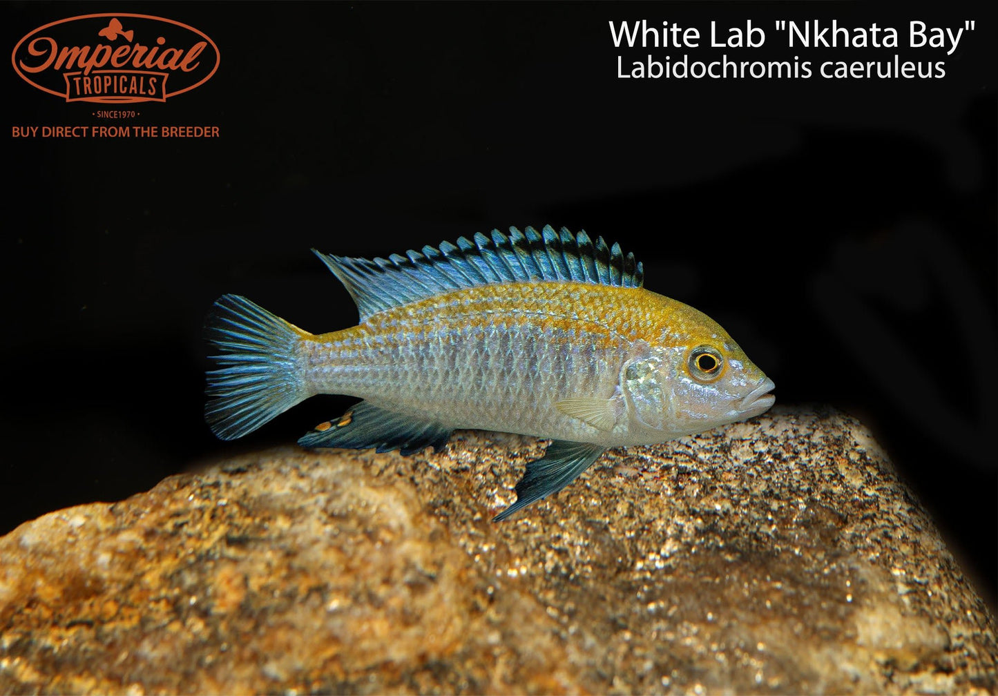White Lab "Nkhata Bay"
