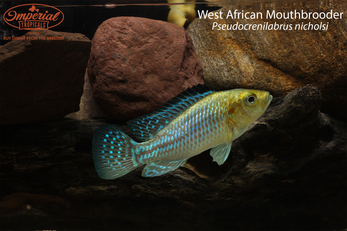 West African Mouthbrooder