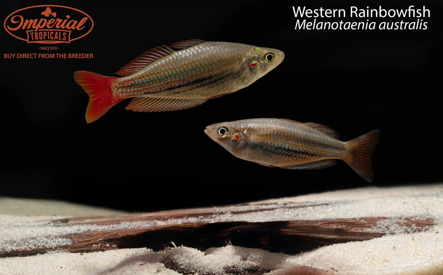 BOGO Western Rainbowfish