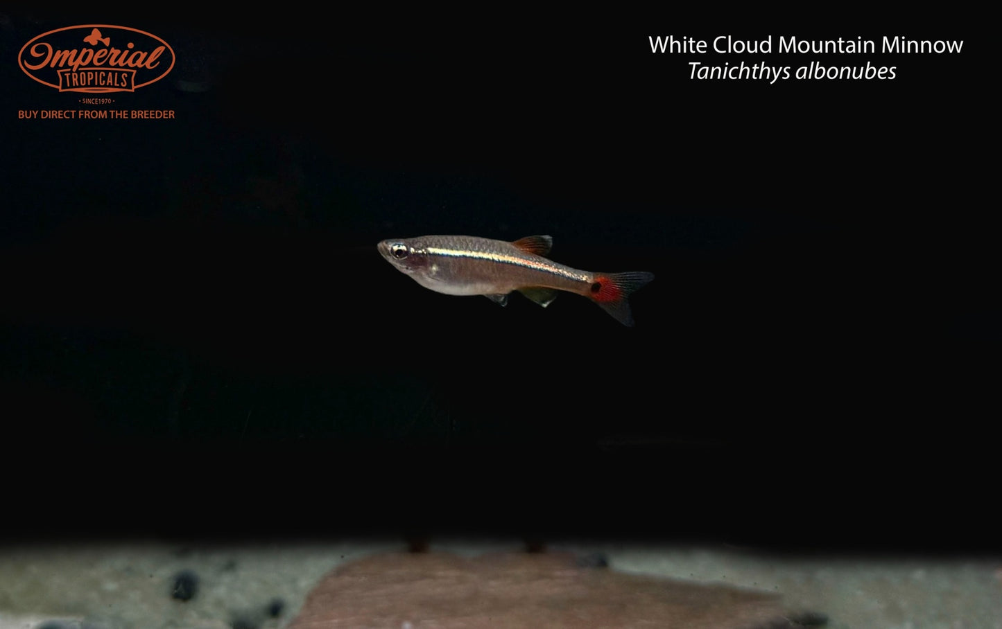 White Cloud Mountain Minnow