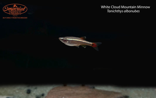 White Cloud Mountain Minnow
