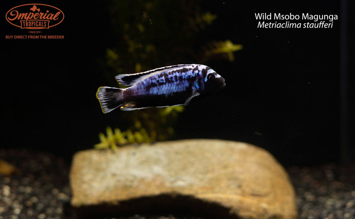 Msobo Magunga (Metriaclima staufferi)