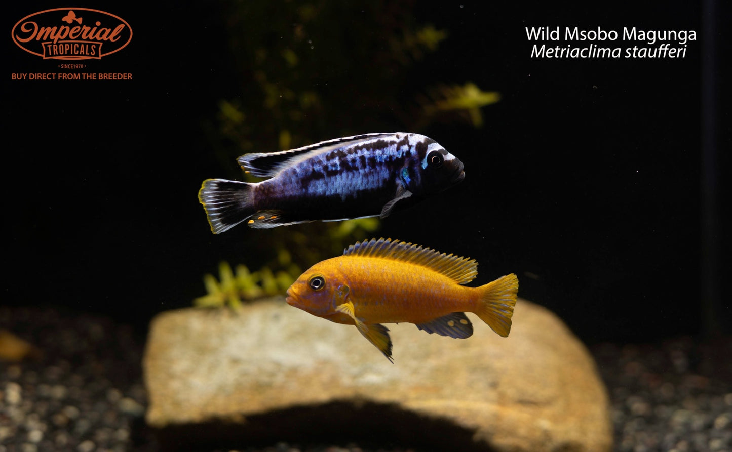 Msobo Magunga (Metriaclima staufferi)
