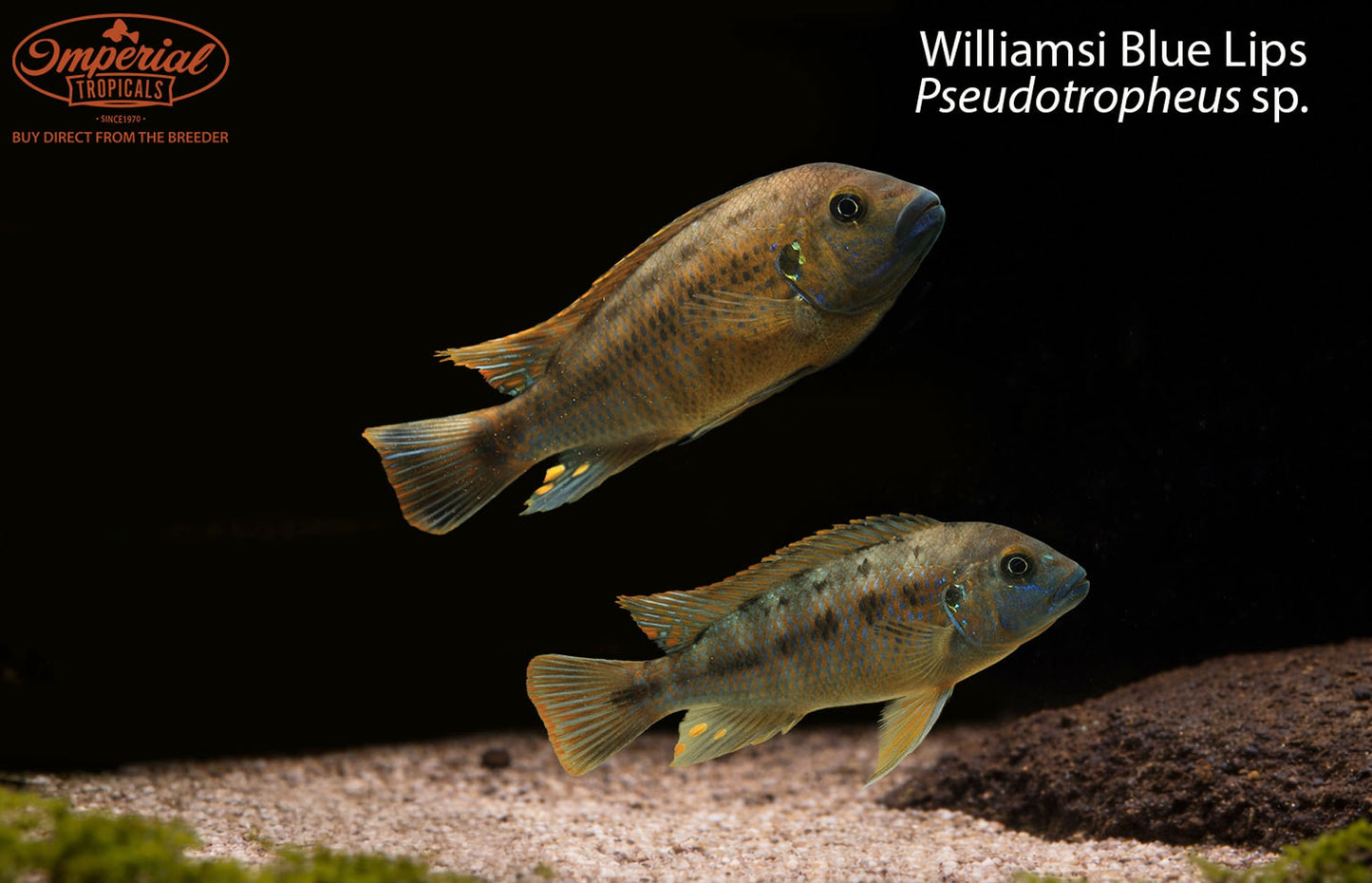 Williamsi Blue Lips