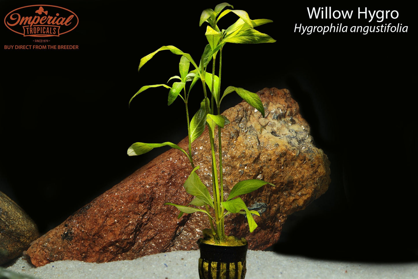 Willow Hygro