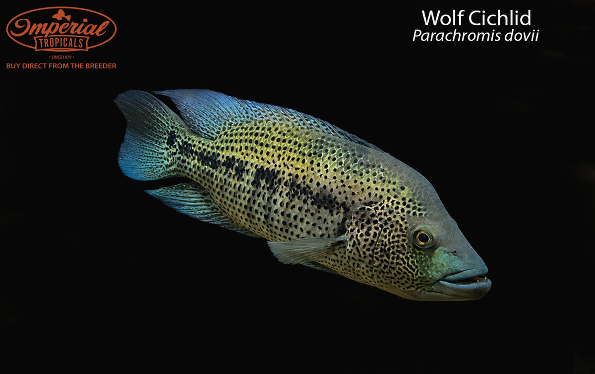 BOGO Wolf Cichlid
