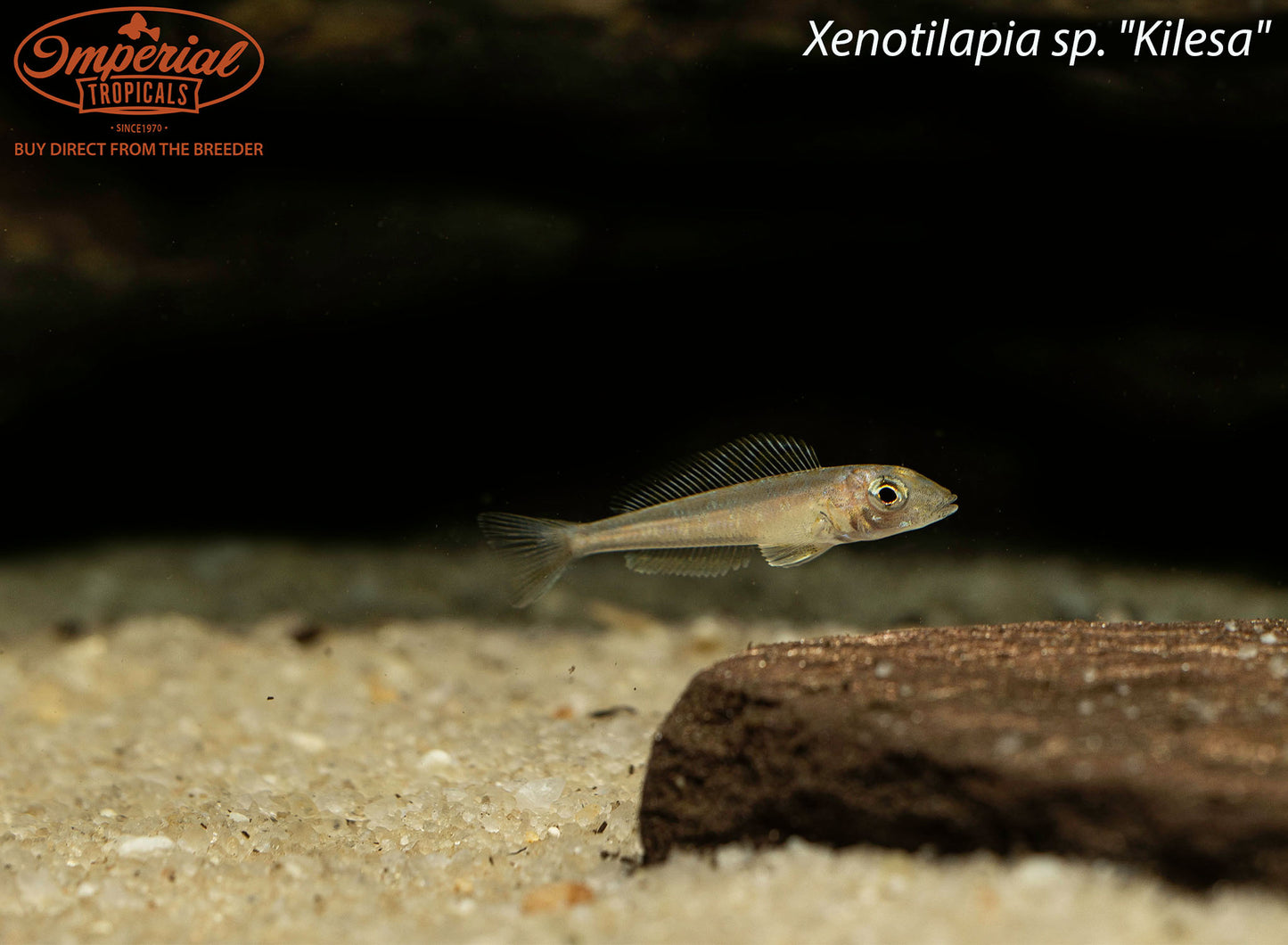 Xenotilapia sp. "Kilesa"