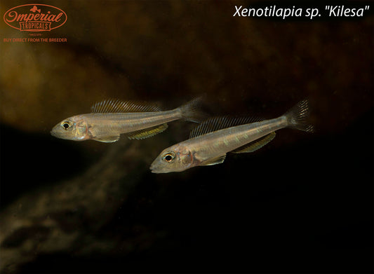 Xenotilapia sp. "Kilesa"