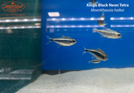 Xingu Black Neon Tetra