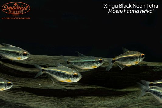 Xingu Black Neon Tetra