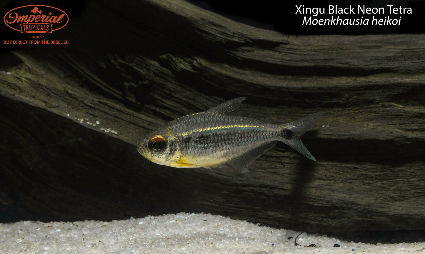 Xingu Black Neon Tetra