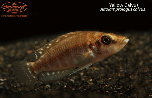 Yellow Calvus