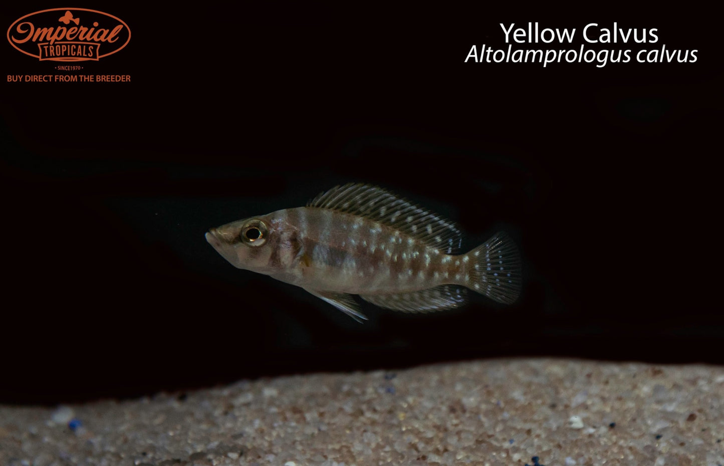 Yellow Calvus