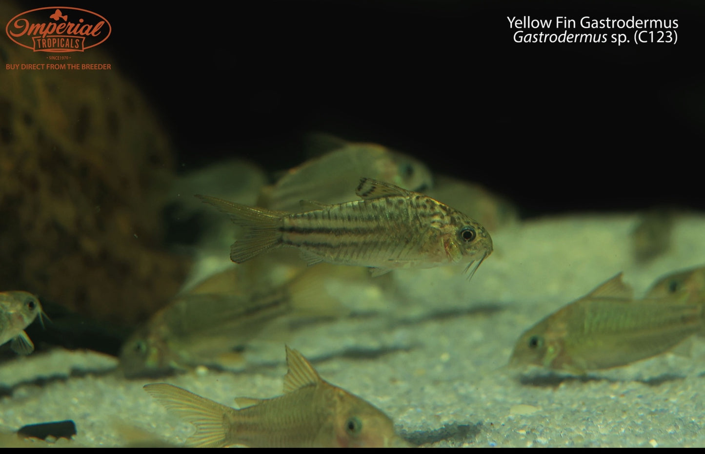 Yellow Fin Gastrodermus (Gastrodermus sp. (C123))