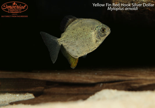 Yellow Fin Red Hook Silver Dollar