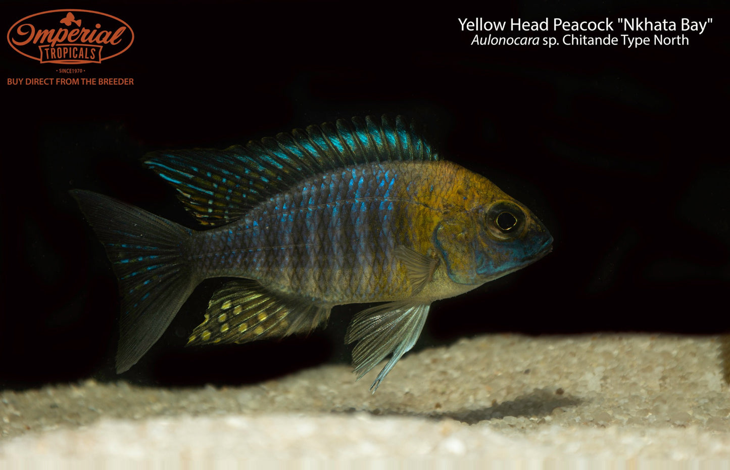 Yellow Head Peacock "Nkhata Bay"