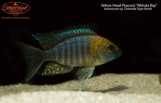 Yellow Head Peacock "Nkhata Bay"