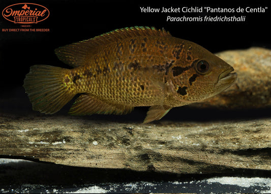 Yellow Jacket Cichlid "Pantanos de Centla"