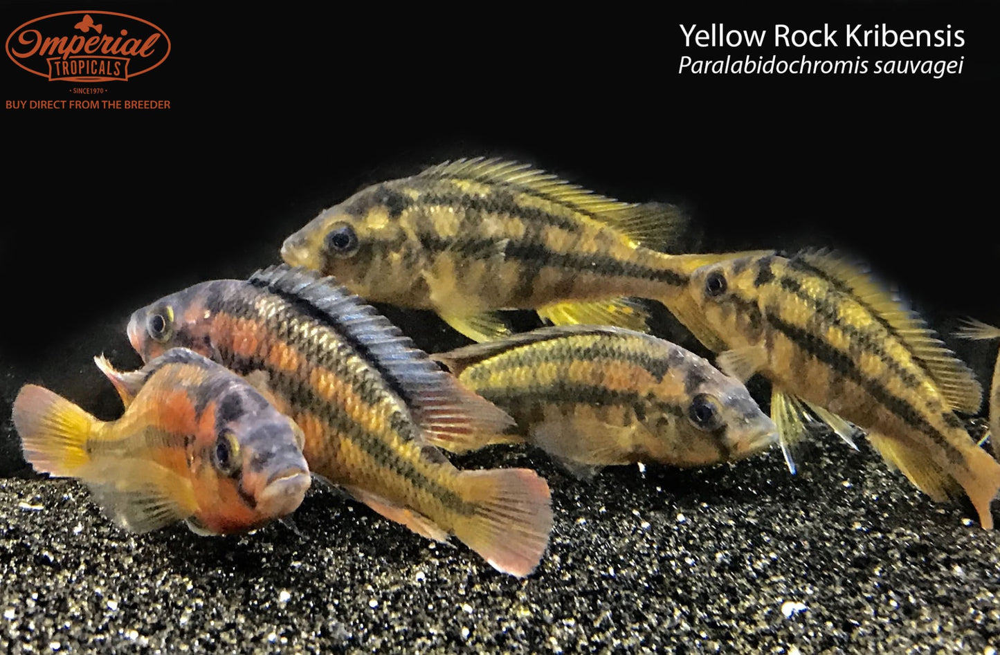 BOGO Yellow Rock Kribensis