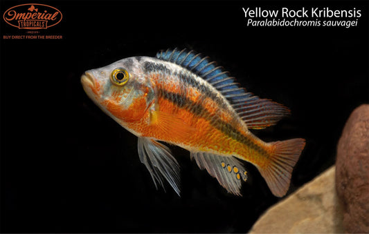 BOGO Yellow Rock Kribensis