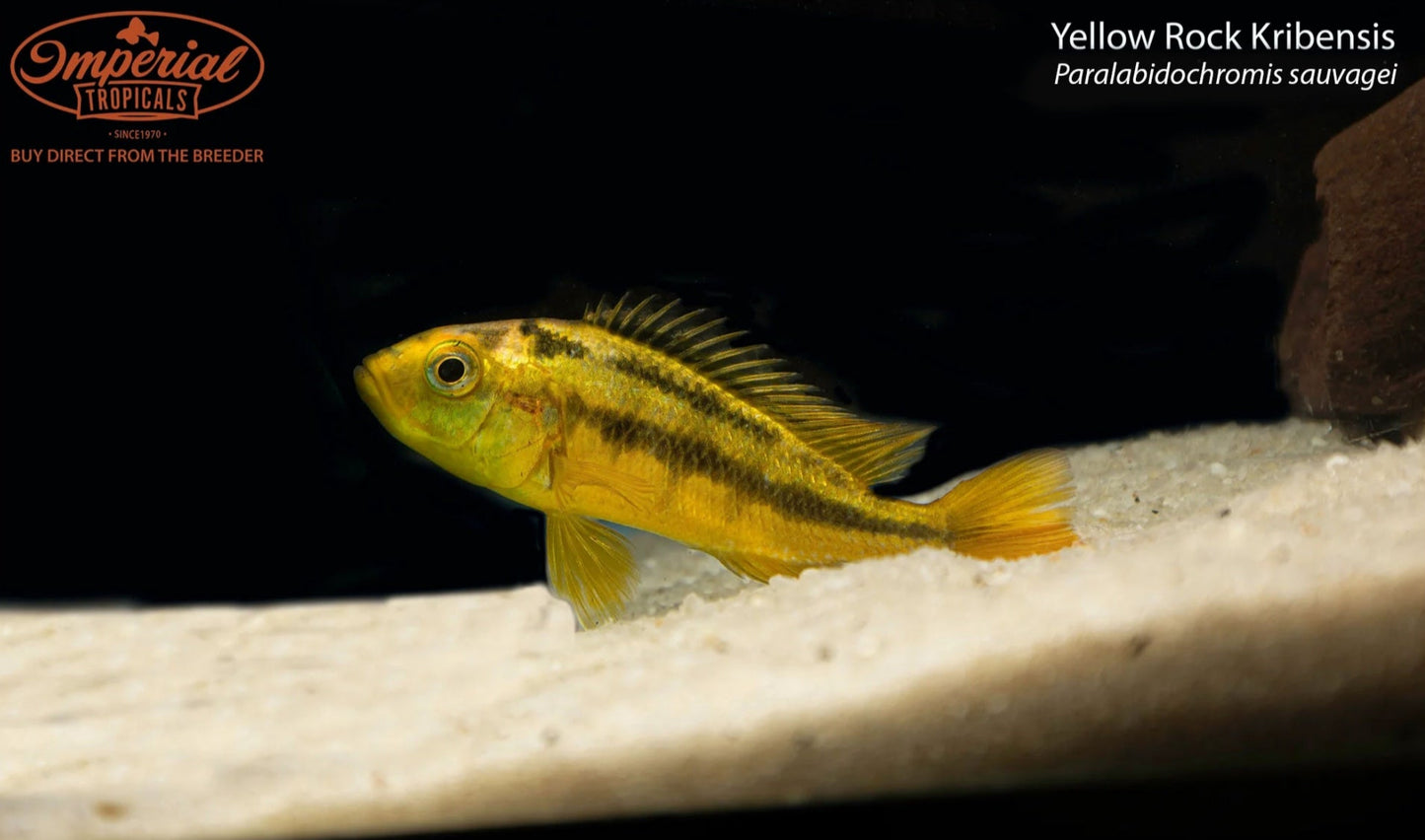 BOGO Yellow Rock Kribensis