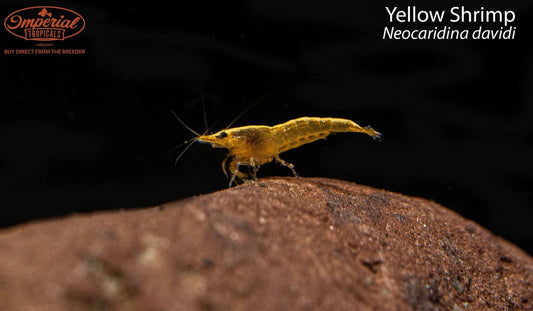 Yellow Shrimp