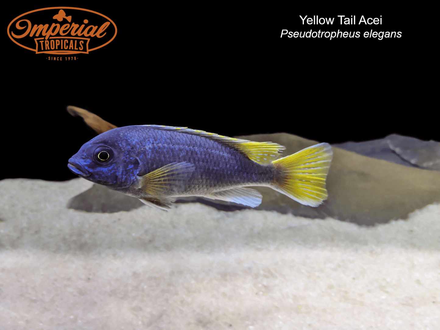 Yellow Tail Acei